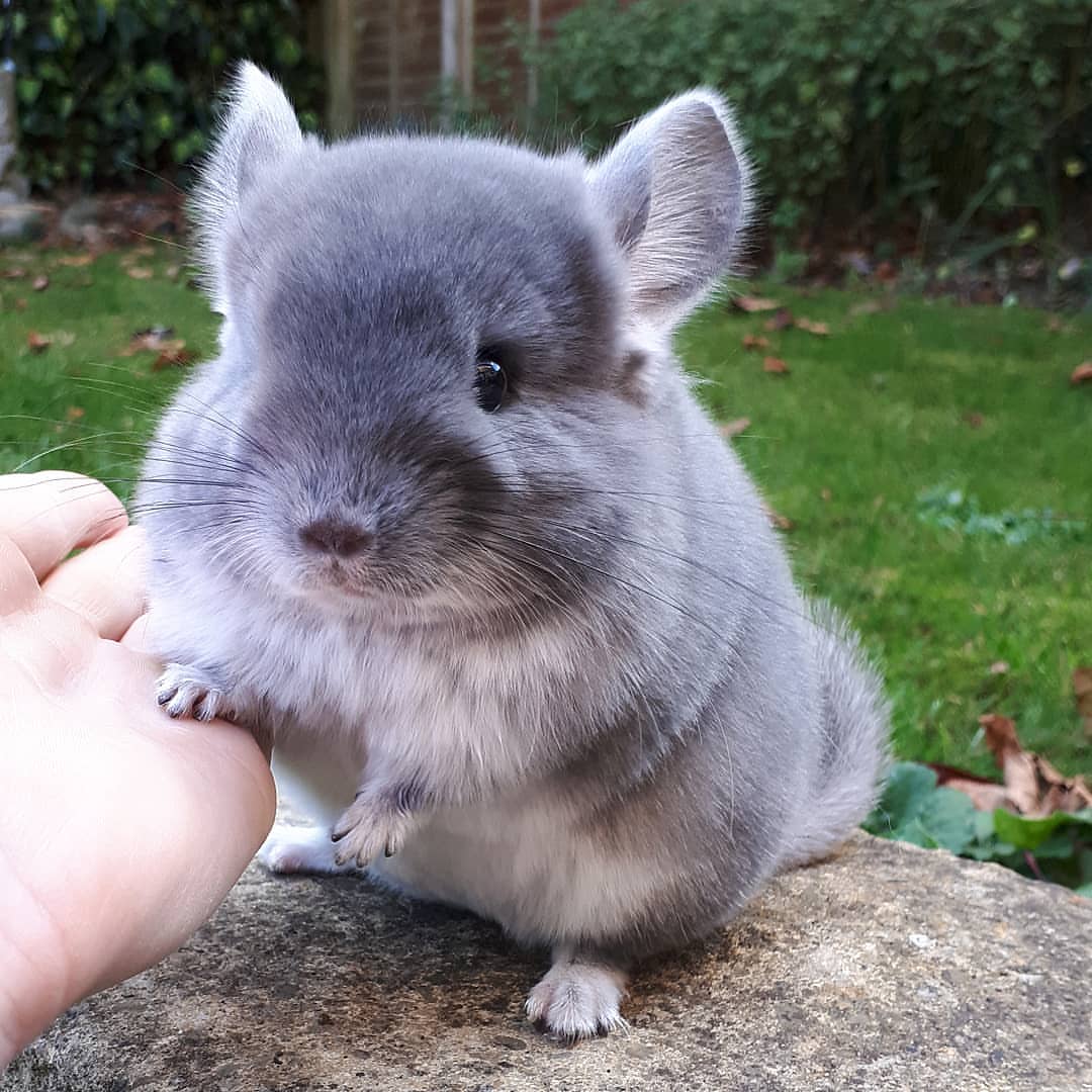 9 Carl male Chinchilla For Sale