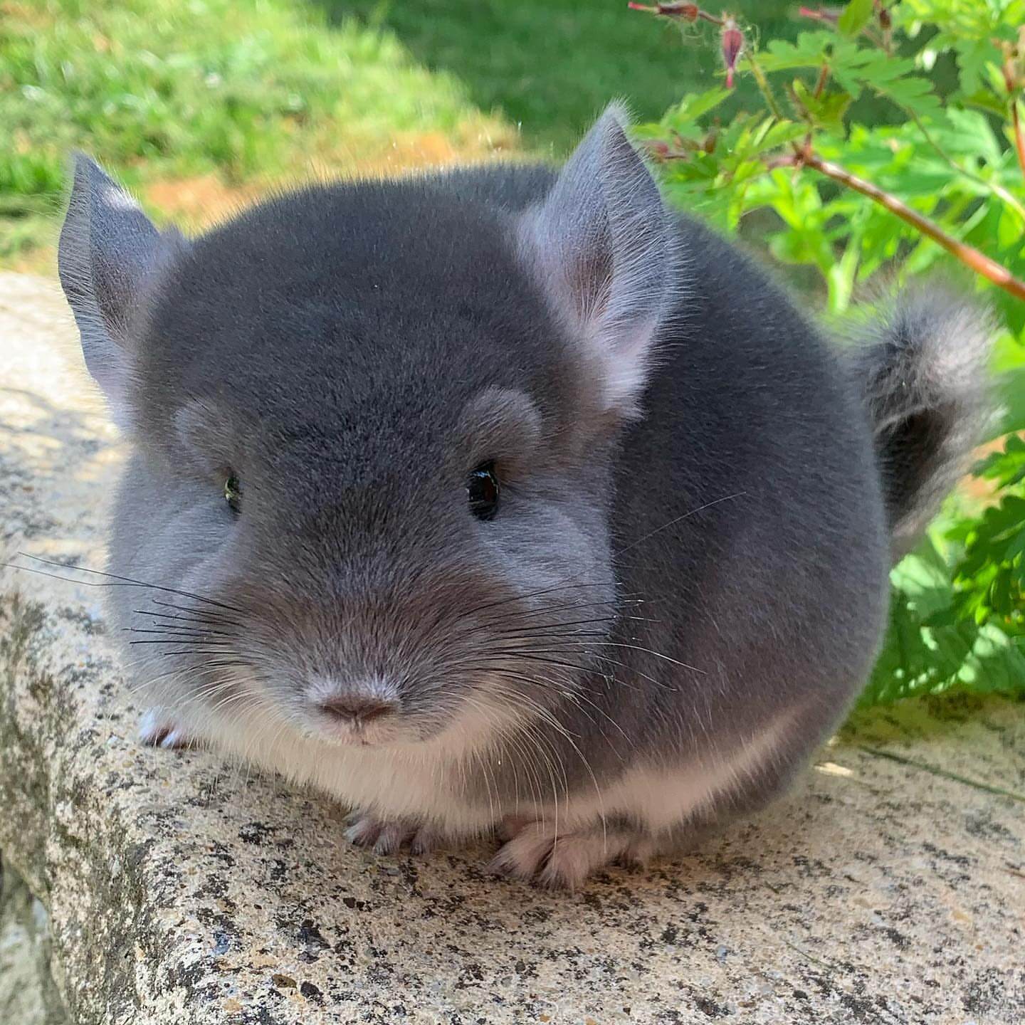 3 Ryan male Chinchilla For Sale