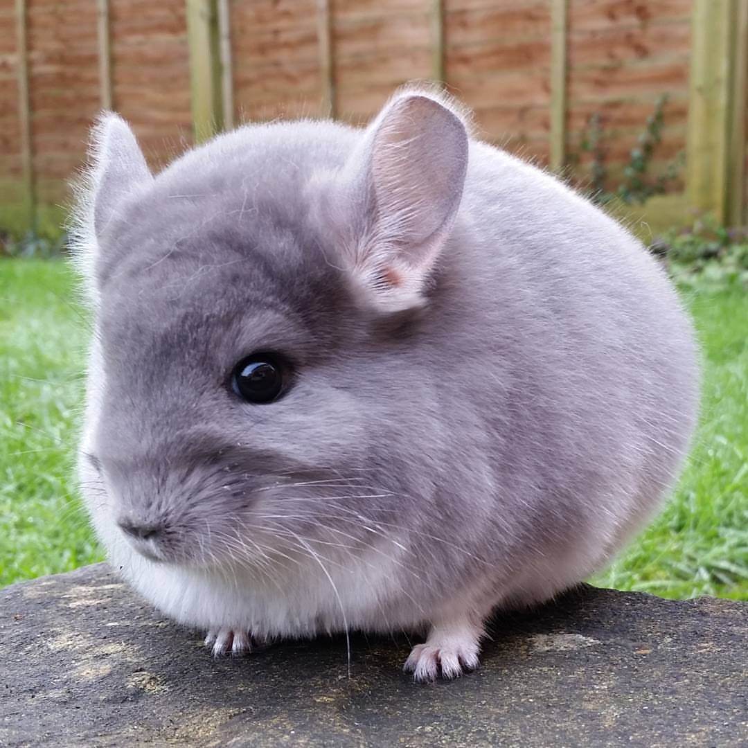 10 Inez female Chinchilla For Sale