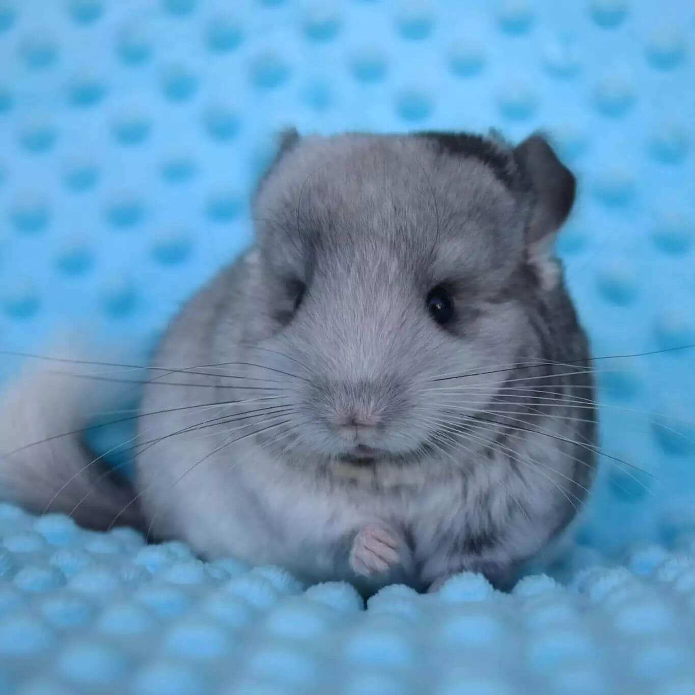 11 Izel female Chinchilla For Sale