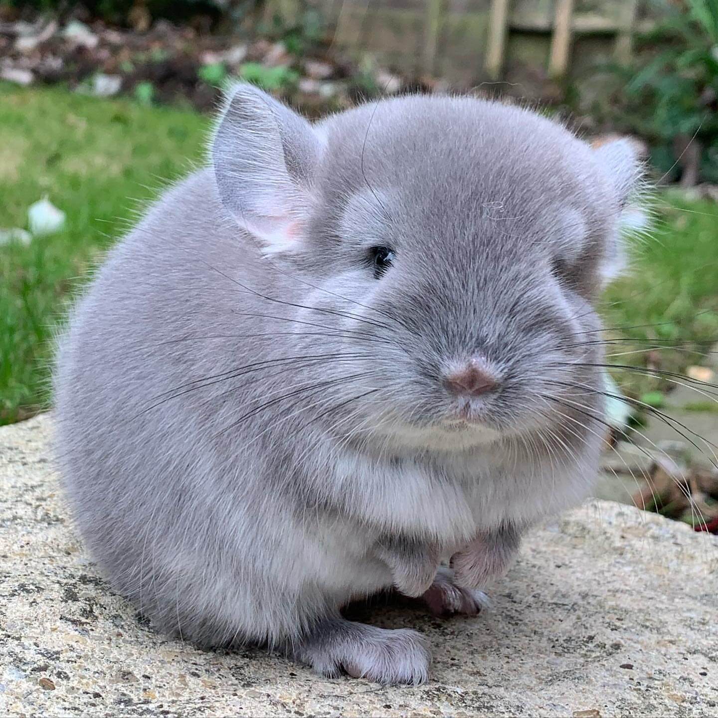 12 Jason male Chinchilla For Sale