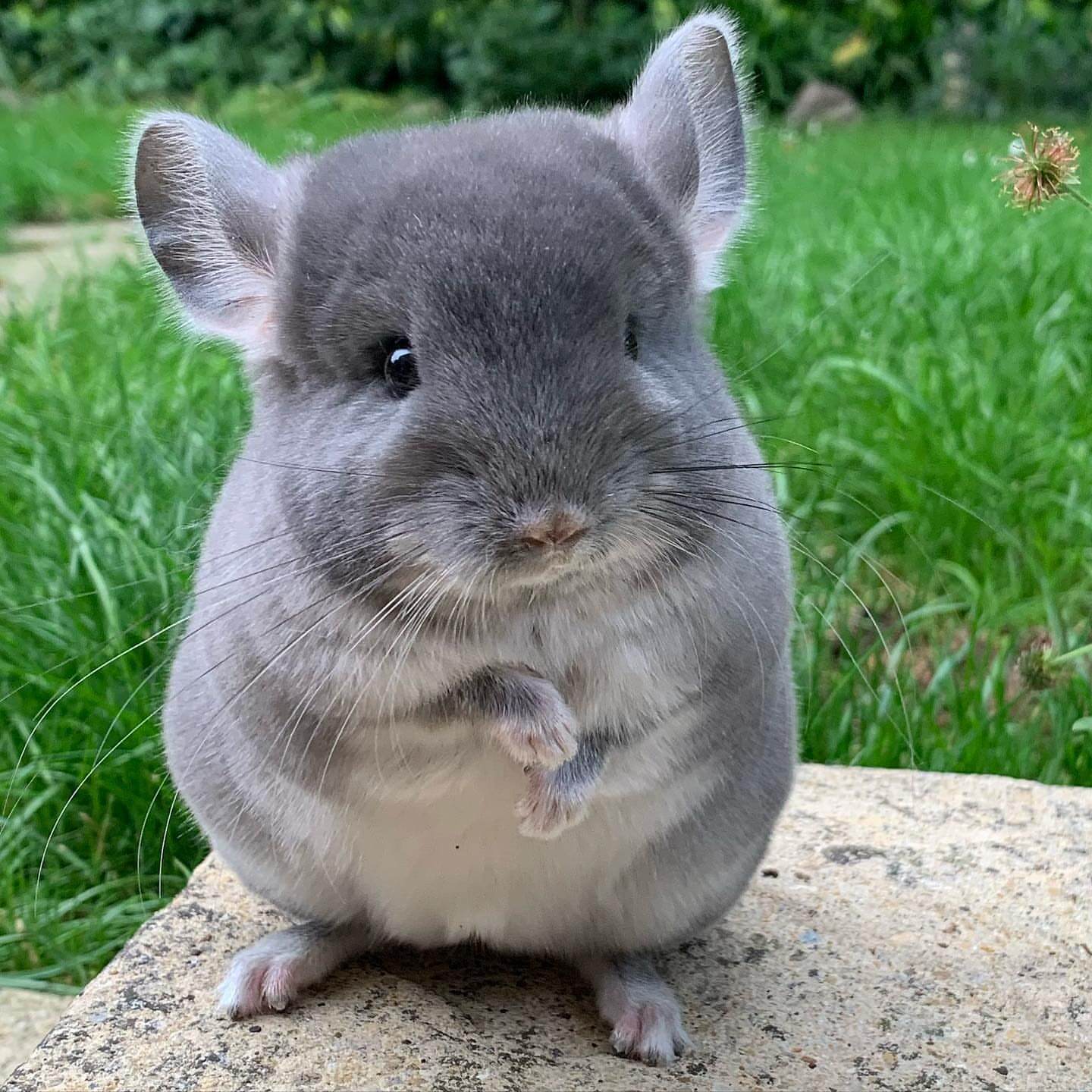 13 Millo male Chinchilla For Sale