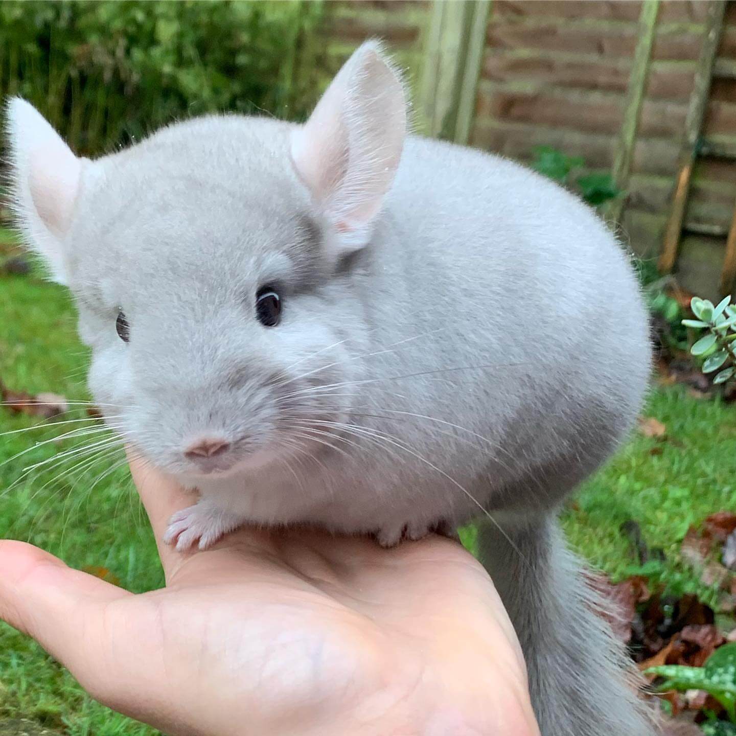 14 Pearl female Chinchilla For Sale