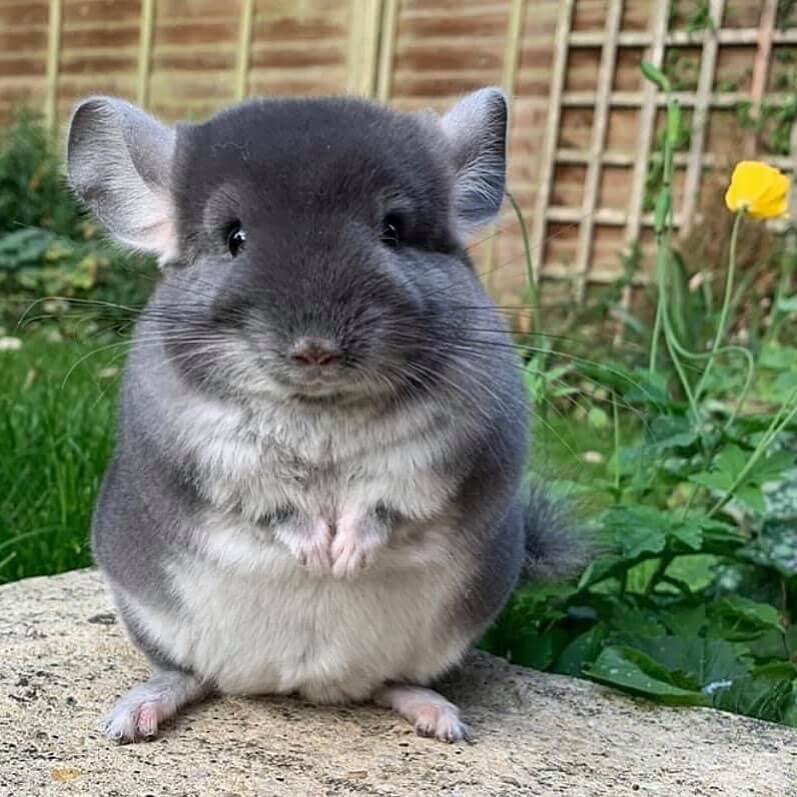 15 Reo male Chinchilla For Sale