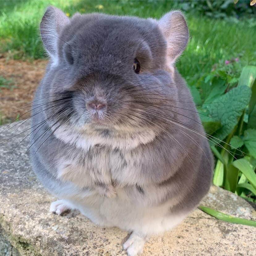 16 Rexy female Chinchilla For Sale