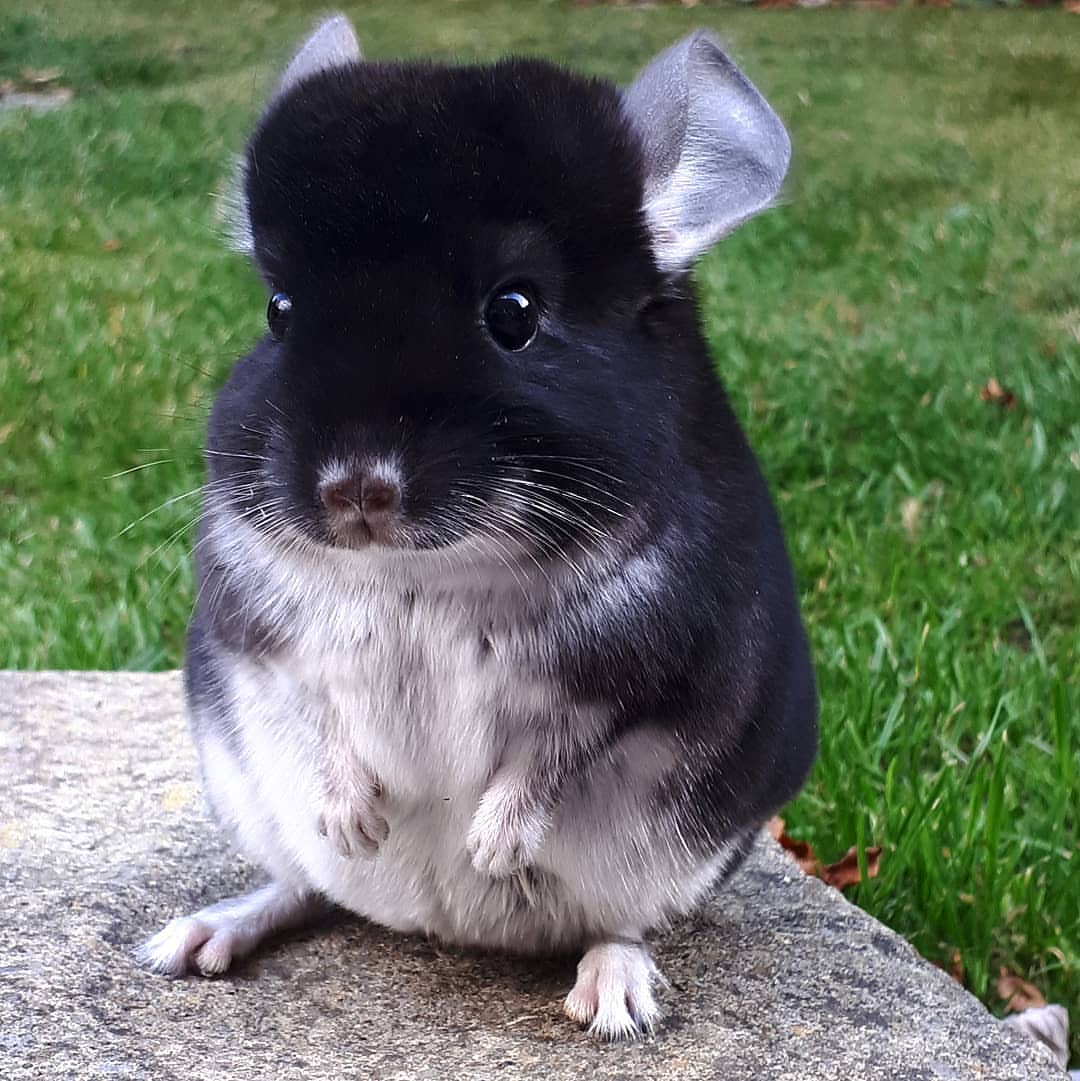 1 Romeo male Chinchilla For Sale